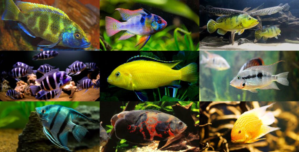 15 Dòng cá Cichlid cho bể của bạn