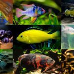 15 Dòng cá Cichlid cho bể của bạn