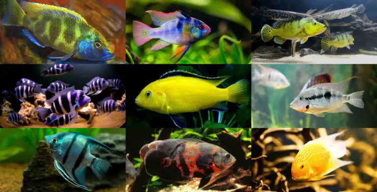 15 Dòng cá Cichlid cho bể của bạn