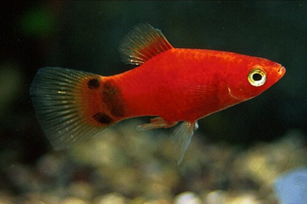 cá cảnh nhỏ màu đỏ
