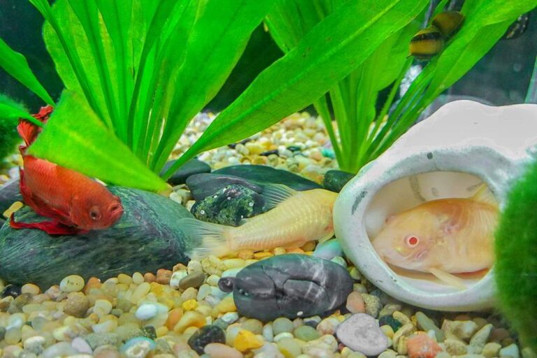 Cá betta nuôi chung với cá nào