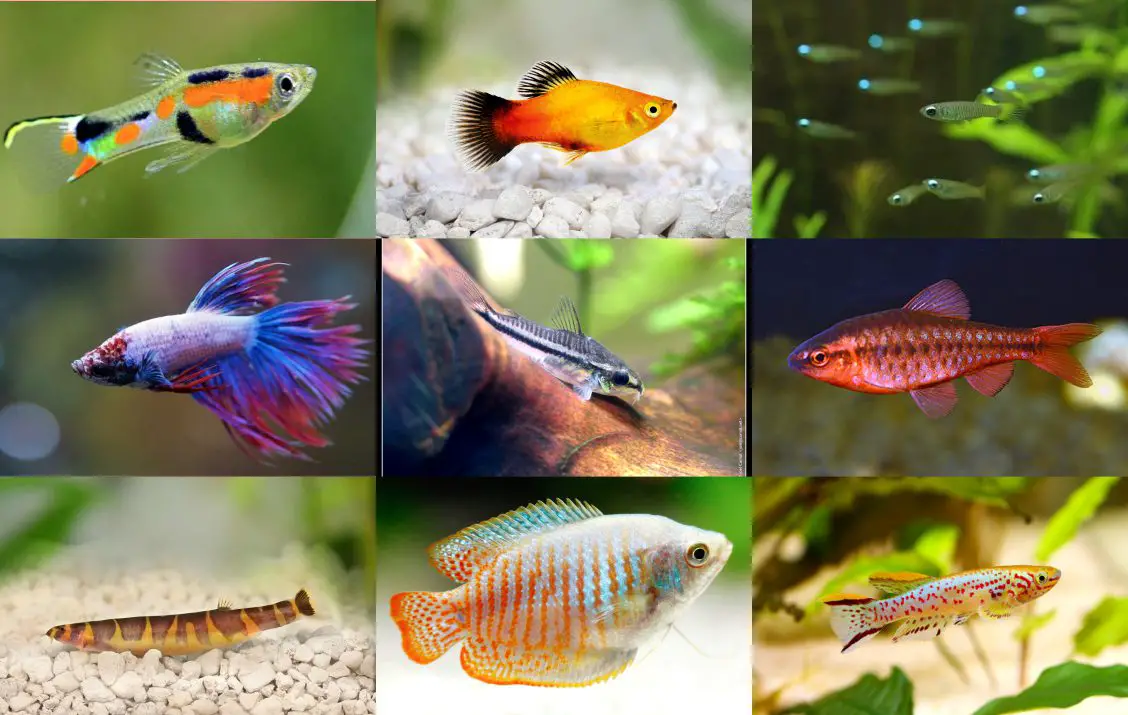 20 Loài Cá Nhỏ Đẹp, Dễ Nuôi, Giá Rẻ Cho Bể Thủy Sinh - Aquasetup