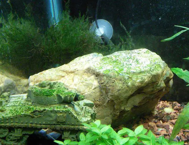 Cách nuôi rêu thủy sinh