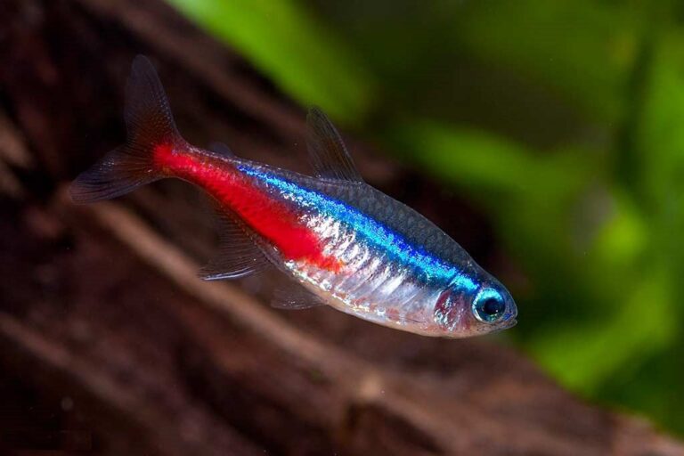 Cá neon nuôi chung với cá gì