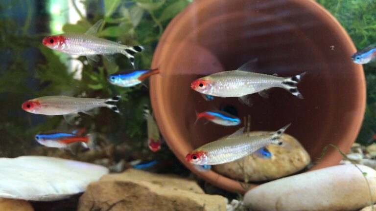 Cá sóc đầu đỏ nuôi chung với cá gì