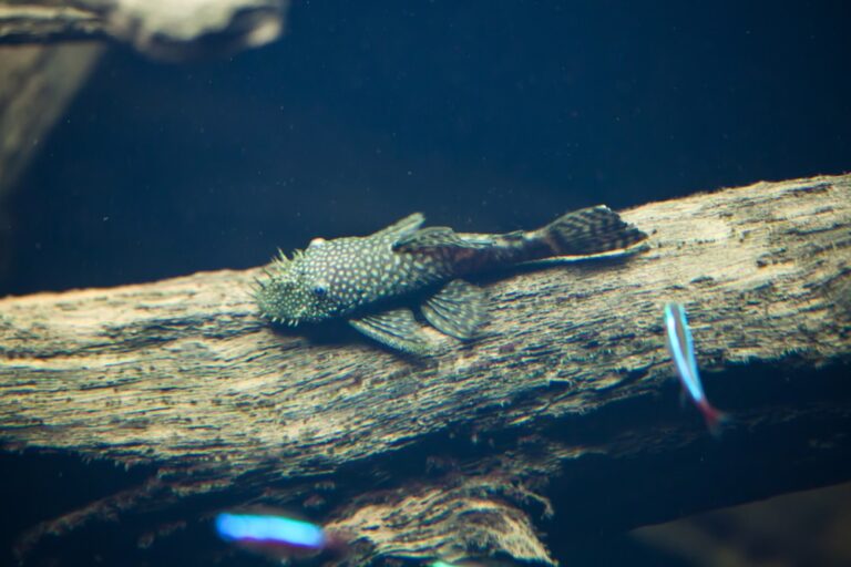 Cá pleco lau kiếng