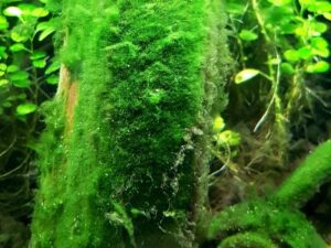 Cách tạo rêu trên đá cho bể thủy sinh - aquasetup