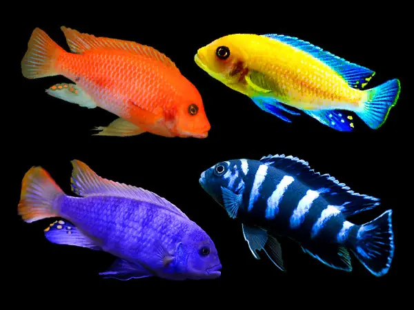 Cá bảy màu không nuôi chung với cá nào