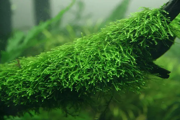 Rêu thủy sinh đẹp không cần CO2