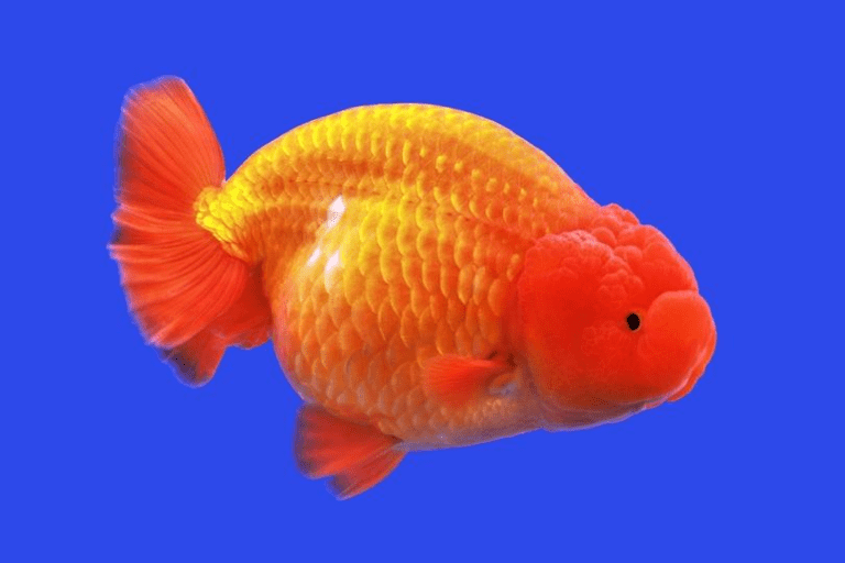 Cá ranchu nuôi chung với cá nào