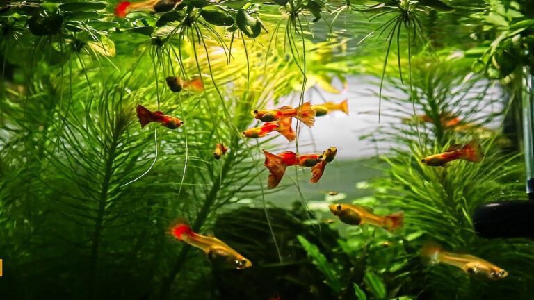 Cá bảy màu nuôi chung với cá nào