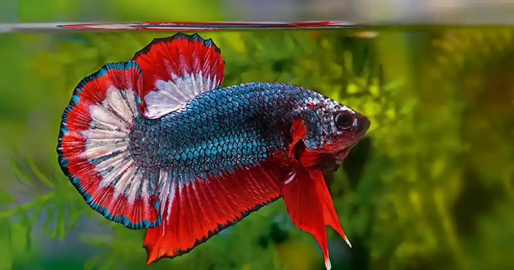 Cách nuôi cá betta khi mới mua về