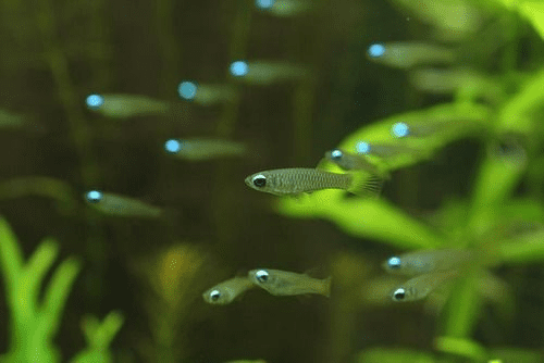 Các loại cá cho bể biotop 