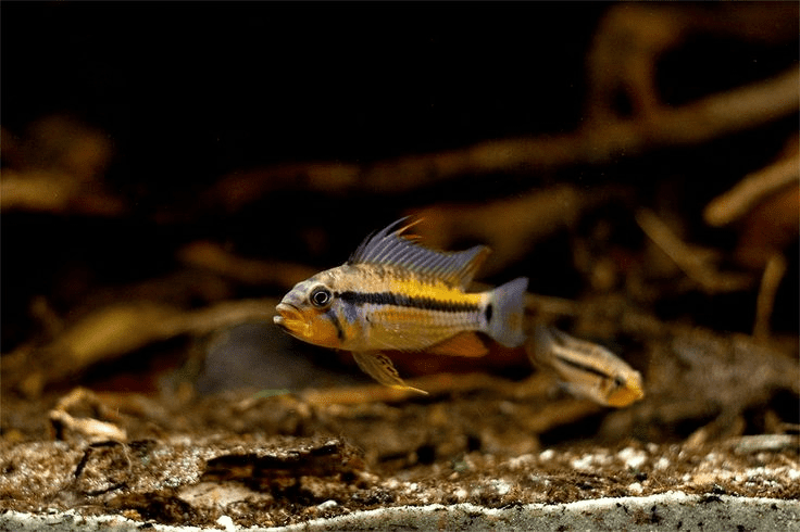 Các loại cá cho bể biotop 