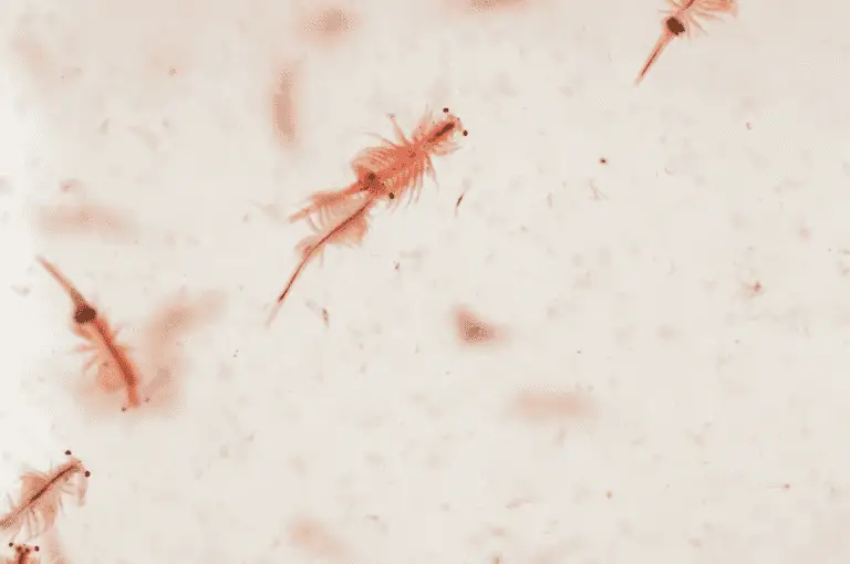 Nuôi artemia sinh khối nước mặn