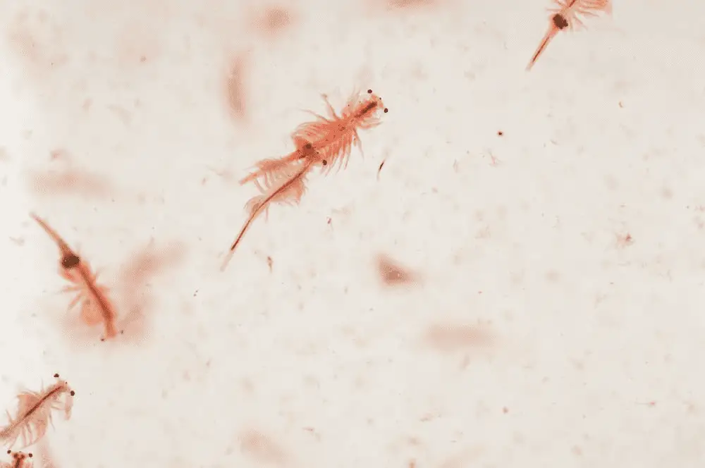 Cách ấp nở và nuôi artemia sinh khối nước mặn - aquasetup