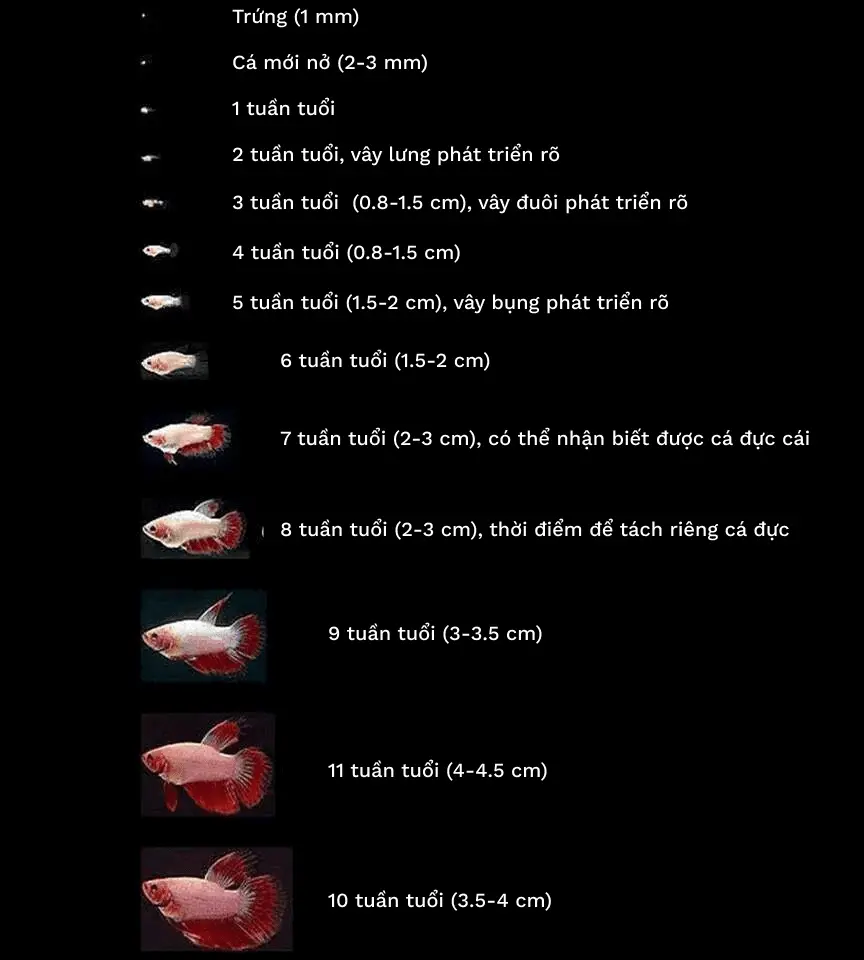 Cách nuôi cá betta bột