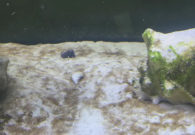 Bể cá bị tảo nâu