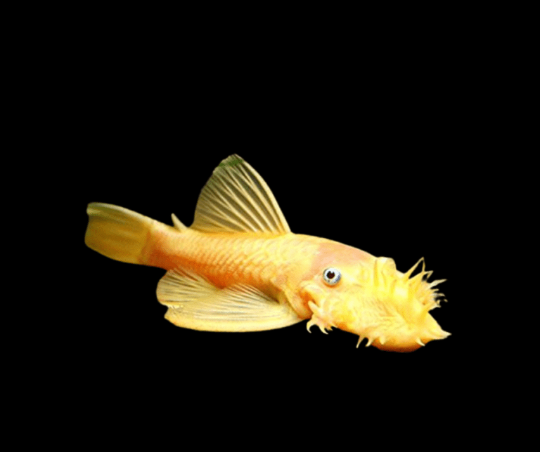 Các loài cá dọn bể