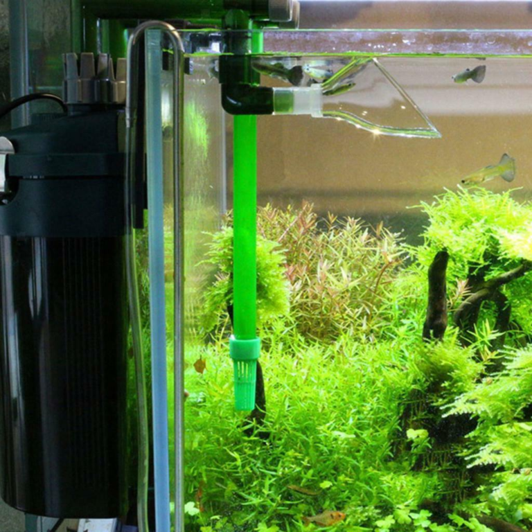 Cách sắp xếp in out cho bể thủy sinh