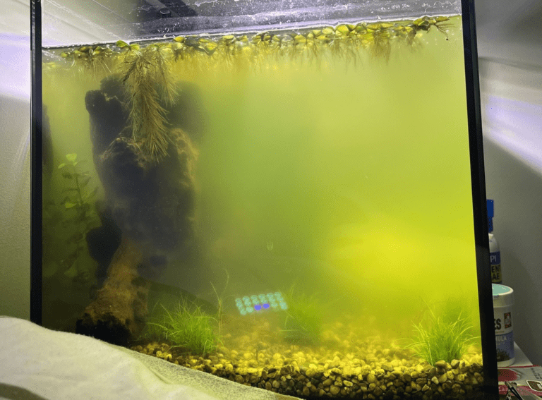 bể cá bị rêu vàng