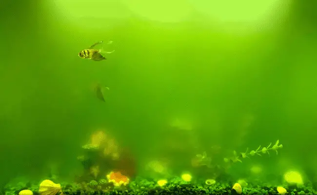 Bể cá bị rêu nước xanh