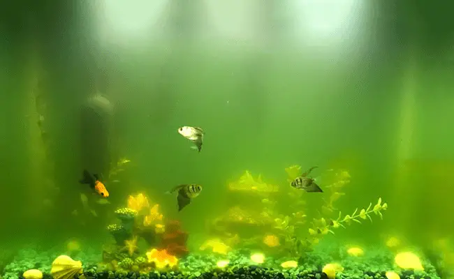 Bể cá bị rêu nước xanh
