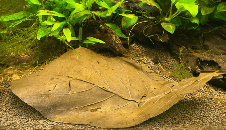 cách dùng lá bàng cho bể cá