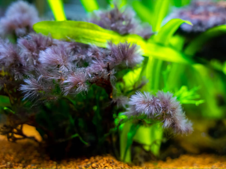 Rêu trong bể cá có tốt không? - aquasetup