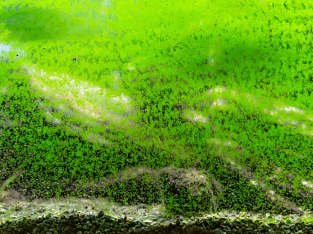 Rêu trong bể cá có tốt không