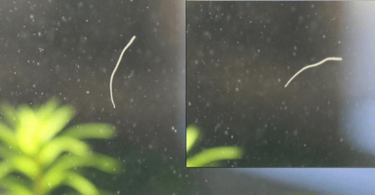 Cách xử lý giun trắng trong bể cá