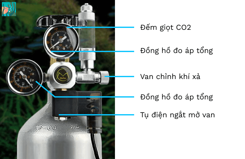  cách sử dụng hệ thống CO2 cho bể thủy sinh 