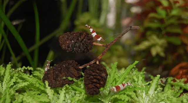 Cách để nuôi tép khỏe mạnh, không bị chết