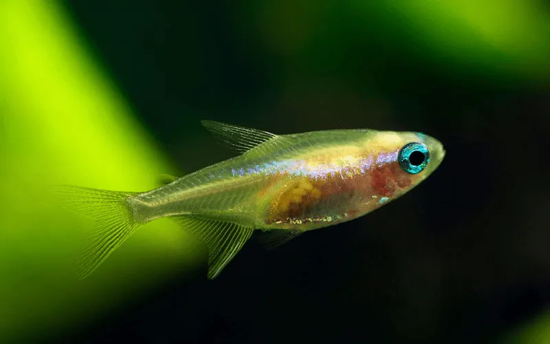 Cá neon