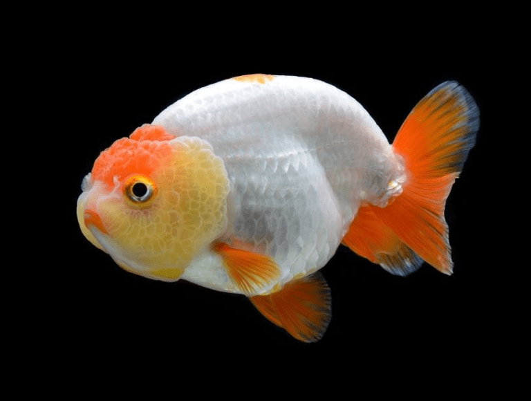 Cá ranchu