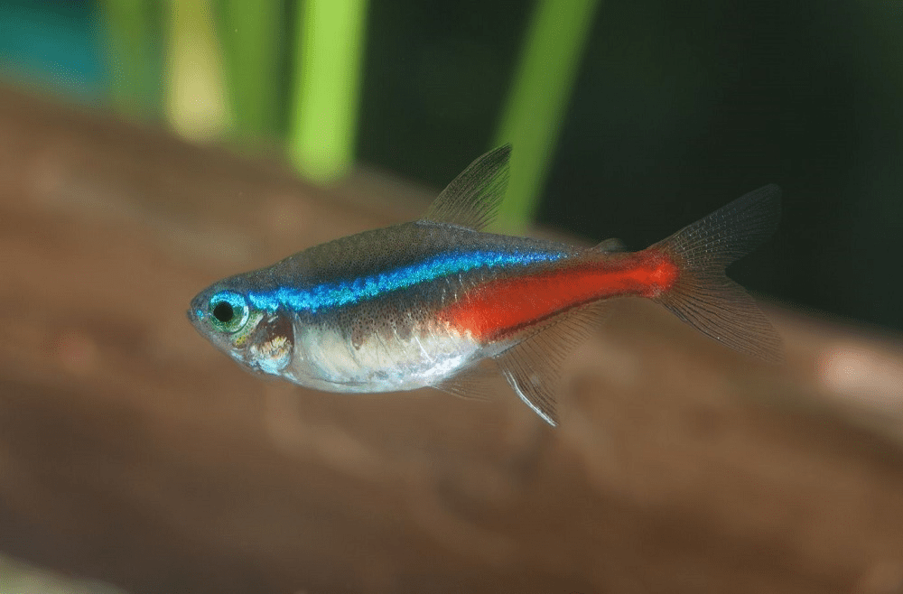 Dấu hiệu cá neon sắp đẻ và cách nuôi cá neon sinh sản