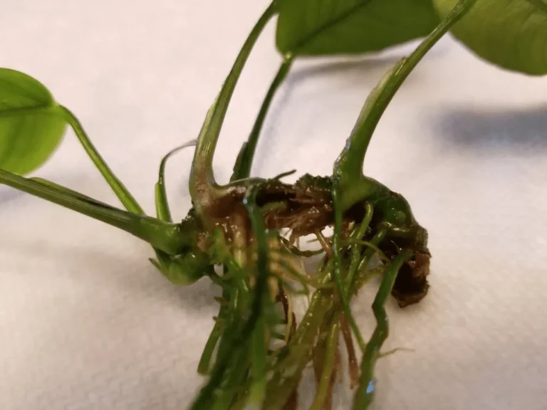 Ráy thủy sinh bị rữa lá