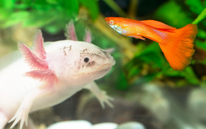 Axolotl nuôi chung với cá nào?