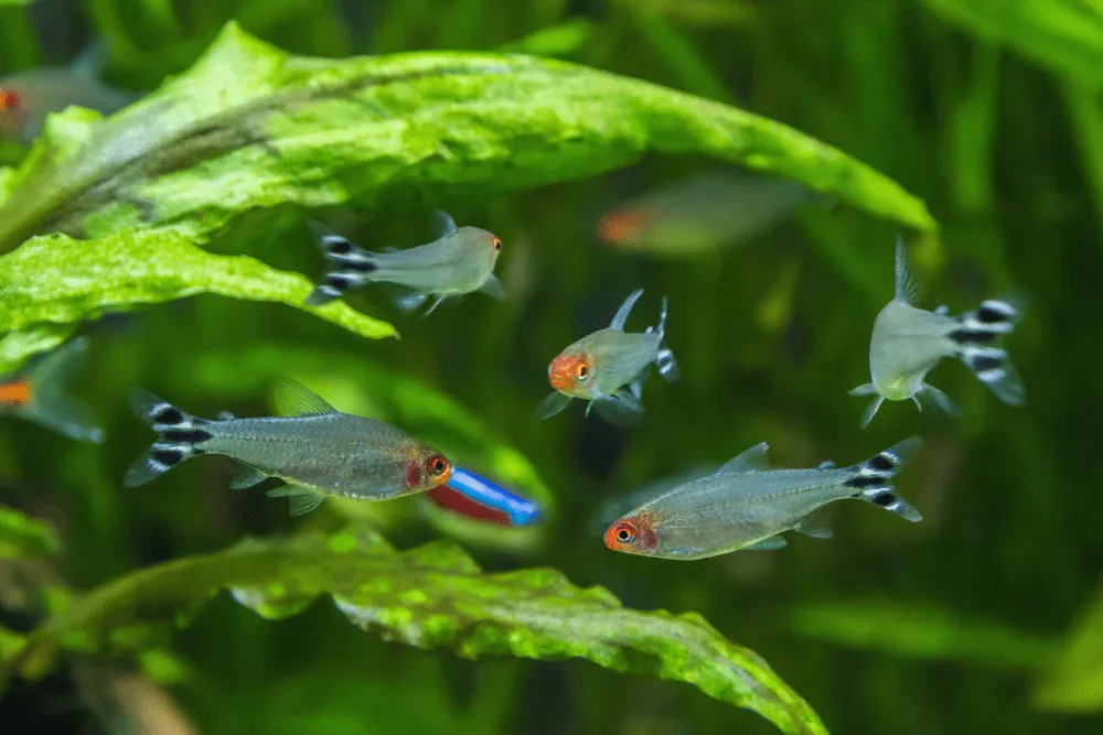 Sóc đầu đỏ