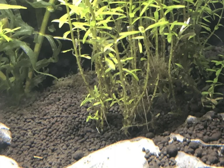 Cây cắt cắm bị thối gốc