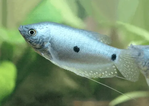 Các loại cá sặc