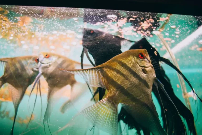 Cách cho cắ ăn khi vắng nhà