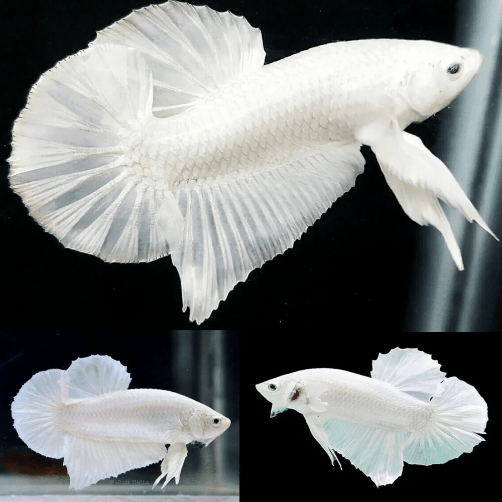 Cá cảnh màu trắng