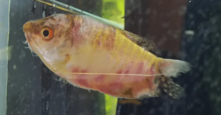 Cá bị nấm đỏ