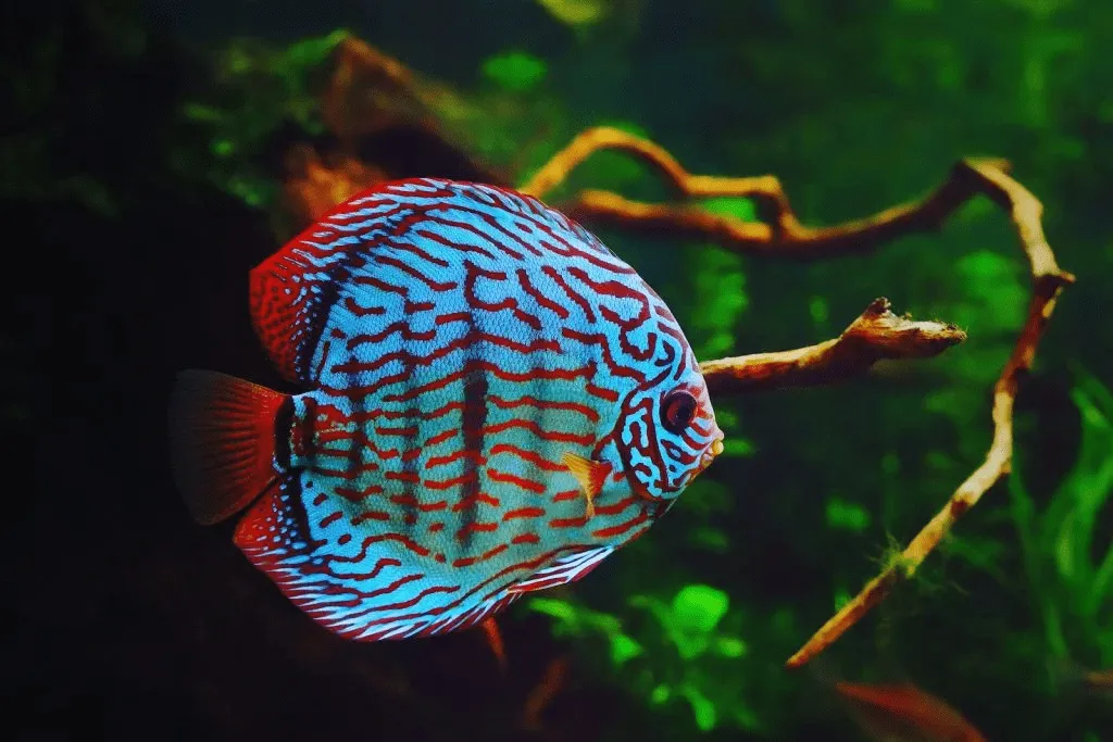 Thức ăn cho cá lên màu đẹp
