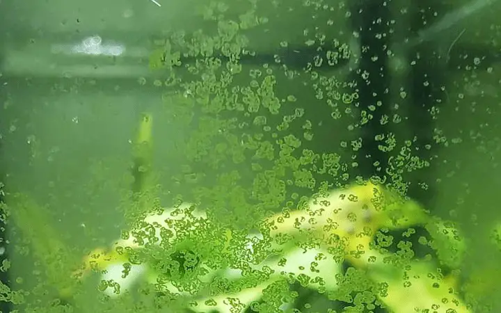 Các loại rêu hại bể cá