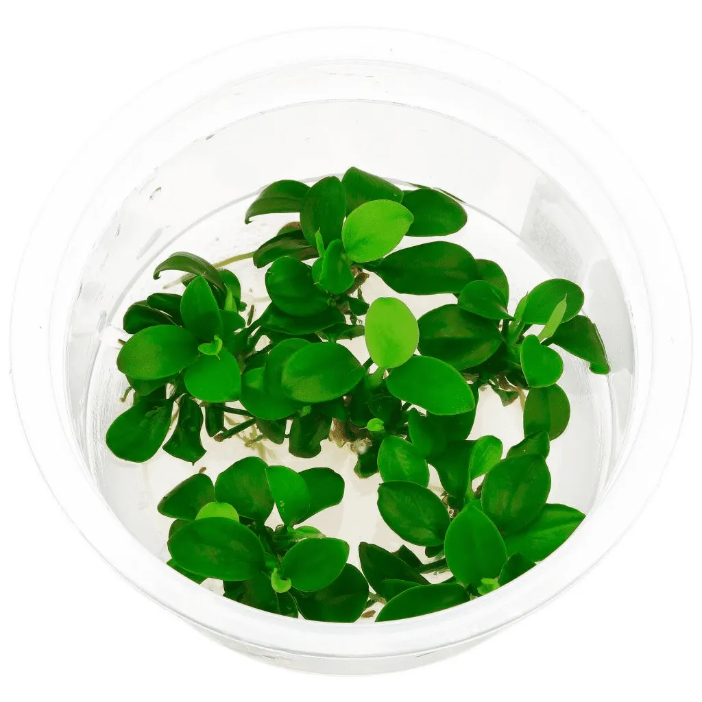 Các loại ráy thủy sinh