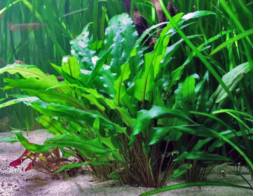Các loại tiêu thảo thủy sinh