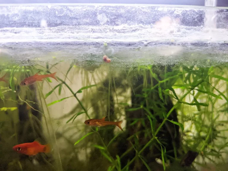 Cách tẩy cặn canxi bể cá