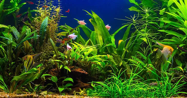 Cách để bể cá không mọc rêu